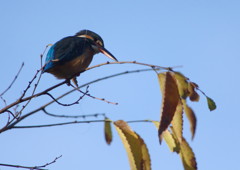 野鳥を探して  カワセミ　Ⅱ