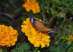 秋思　ツマグロヒョウモン