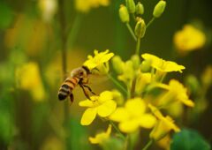万緑　ミツバチ