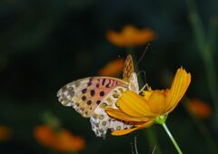 秋思　ツマグロヒョウモン　Ⅱ