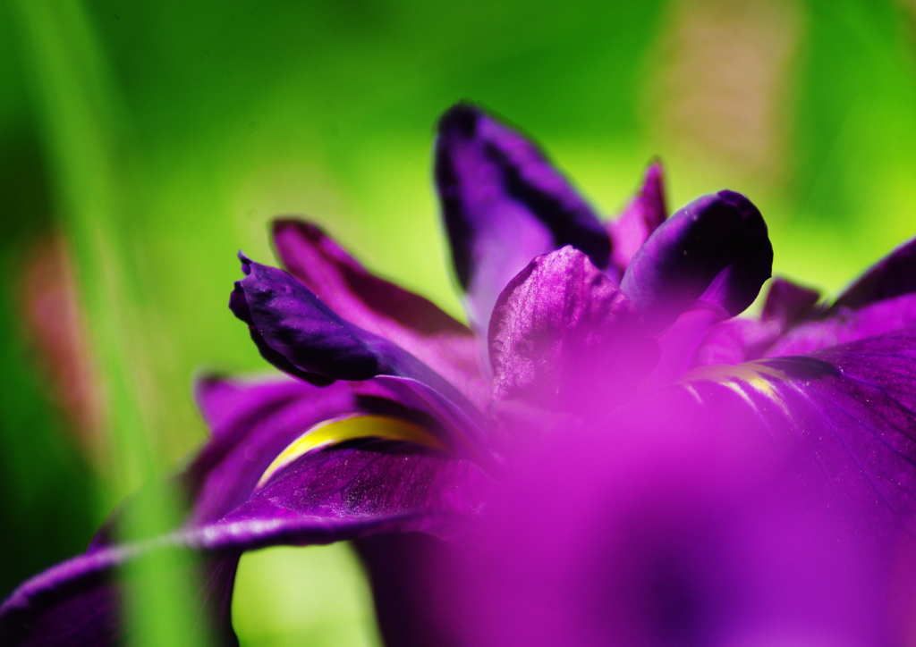 菖蒲