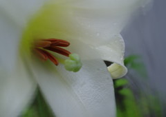 季夏　タカサゴユリ