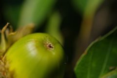 初秋　どんぐり