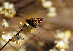 春を探して　アカタテハ？