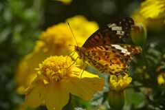 行秋　ツマグロヒョウモン
