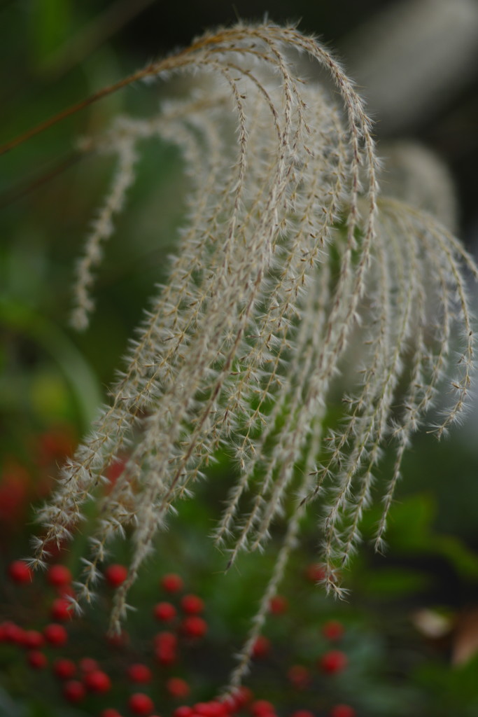 短日　ススキ　Ⅱ