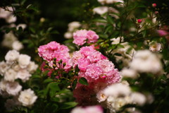 向暑　薔薇　Ⅱ