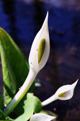 春を探して　ミズバショウ　Ⅱ