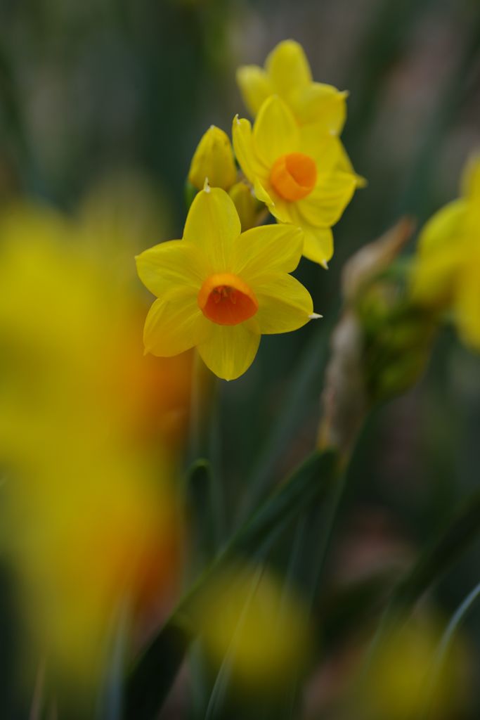 向春　水仙　Ⅱ