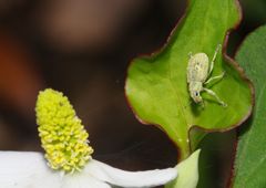 仲夏　ぞうむし？？