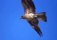 野鳥を探して　トビ？　Ⅱ