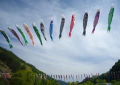 春色　鯉幟　Ⅲ