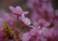 仲春　桜