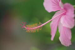 季夏　ハイビスカス　Ⅱ