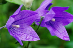 初夏を探して　キキョウ　Ⅱ