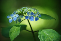 春の息吹　アジサイ　Ⅱ