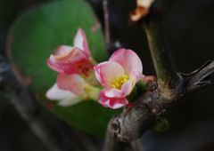 春光　木瓜　Ⅱ