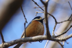野鳥を探して　ヤマガラ