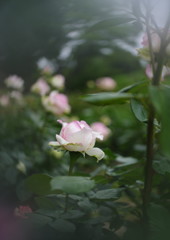 立夏　バラ　Ⅱ