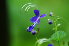 秋を探して　カリガネソウ