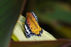 虫達を追って　ツバクロヒョウモン