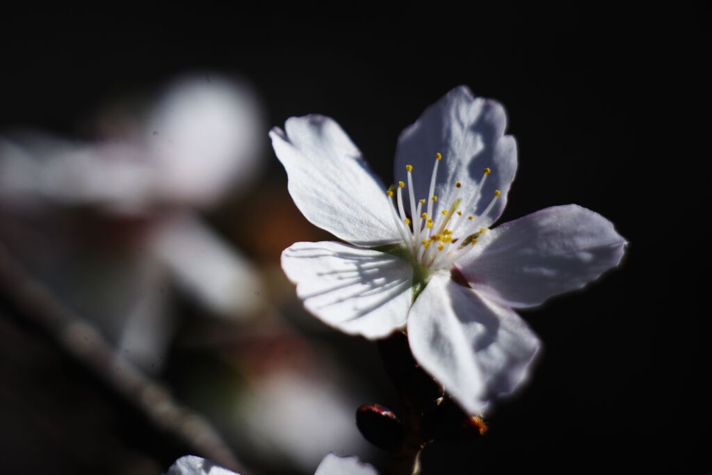 極月　四季桜