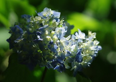 向暑　アジサイⅡ