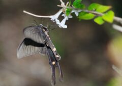 秋思　オナガアゲハ？　Ⅱ