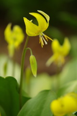 春暖　きばなカタクリ