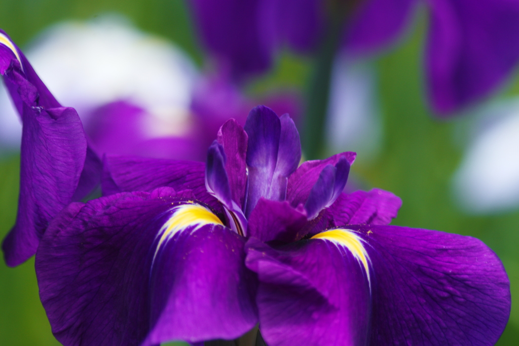 菖蒲　Ⅱ
