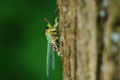 虫達を追って　ツクツクボウシ？　Ⅱ