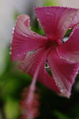 路傍　ハイビスカス　Ⅱ