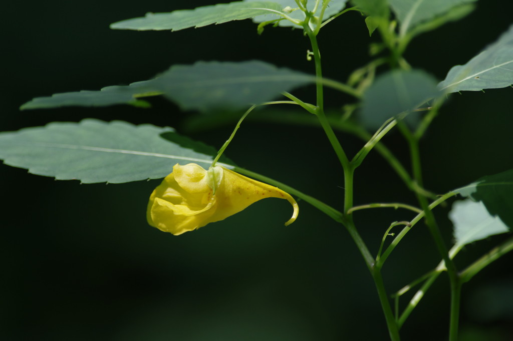 夏を探して　キツリフネ　Ⅱ