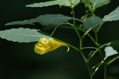 夏を探して　キツリフネ　Ⅱ