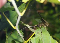 蝉時雨　キボシカミキリ　Ⅱ