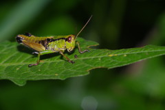 仲夏　トノサマバッタ