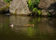 路傍　カルガモ？