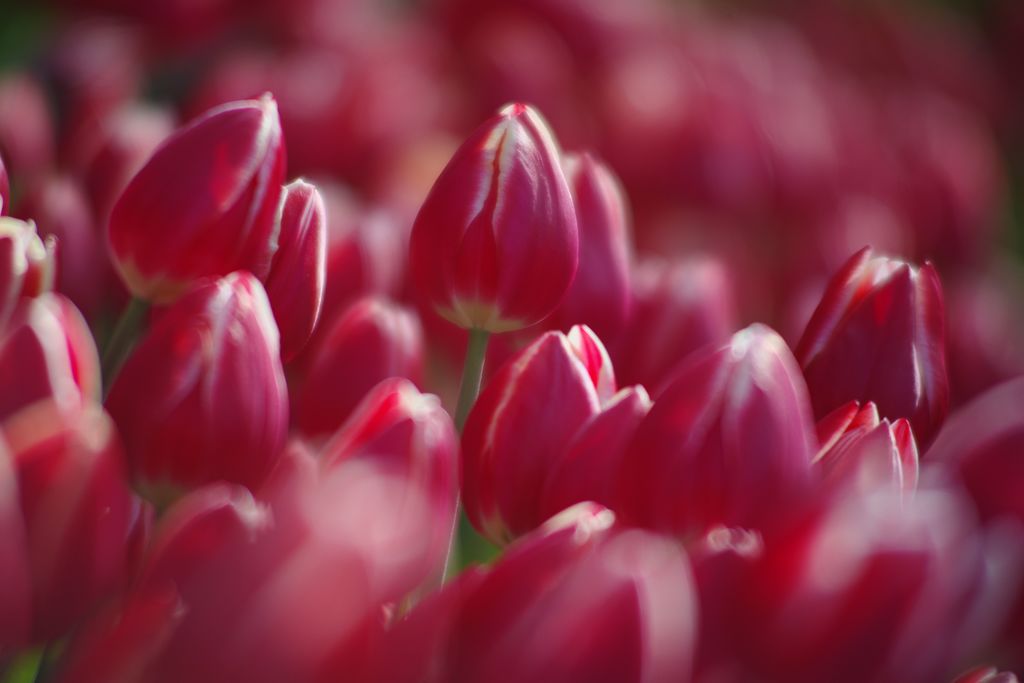 初春　チュウリップ