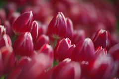初春　チュウリップ