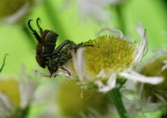 ハナムグリ　Ⅱ