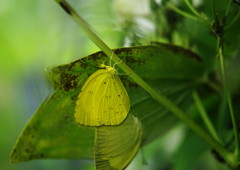 花と虫達　モンキチョウ