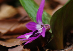 春を探して　カタクリ