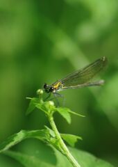 はつ夏　イトトンボ
