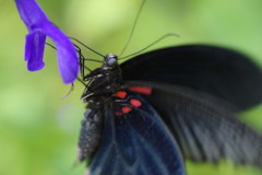 花と虫達　クロアゲハ