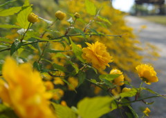 中春　八重山吹