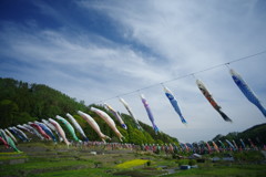 春色　鯉幟　Ⅱ