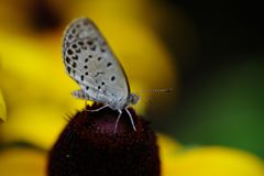 晩夏　シジミチョウ