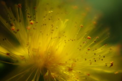 路傍　ビヨウヤナギ　Ⅱ