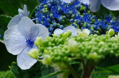 アジサイ祭り　ガクアジサイ　