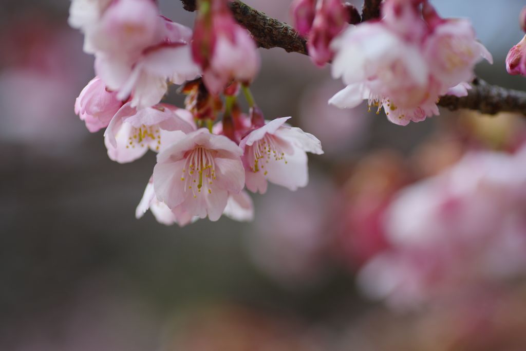 春光　寒桜　Ⅱ